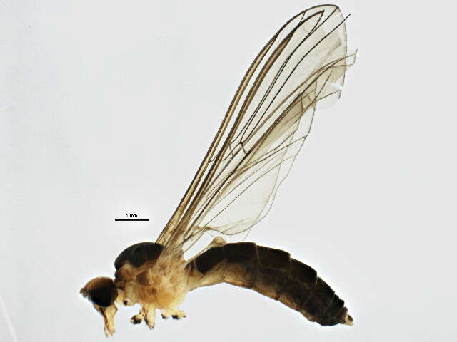 Image of net-winged midges