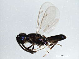 Image of Brasema leucothysana Gibson 1995