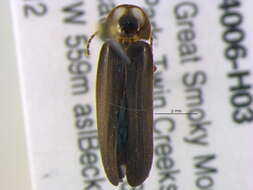 Image of Phausis