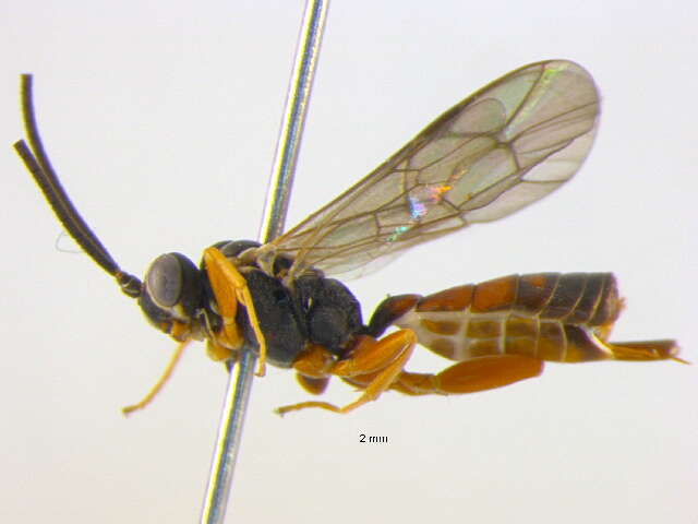 Image of Sphecophaga