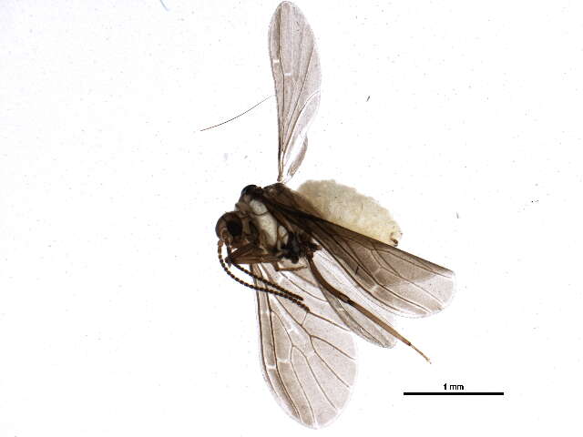 Image of Coniopteryginae