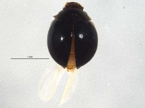 Image of handsome fungus beetles