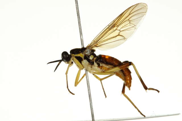 Image of xylomyid flies