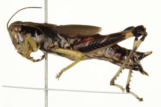 Melanoplus viridipes Scudder & S. H. 1897 resmi