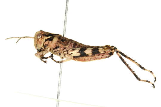 Image of Gladston grasshopper