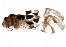 Graphopsocus resmi