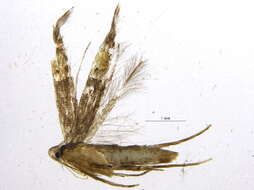 Image of Cosmopterix abdita Hodges 1962