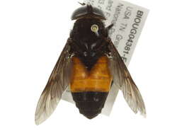 صورة Hybomitra cincta (Fabricius 1794)