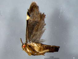 Image of Anacampsis agrimoniella Clemens 1861