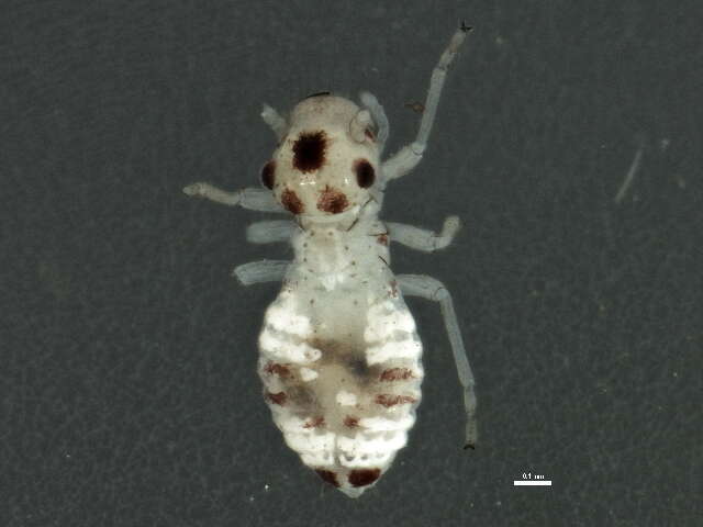 Dasydemellidae resmi