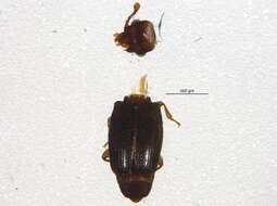 Image of small flattened bark beetles