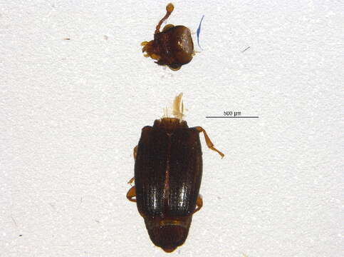 Image of small flattened bark beetles