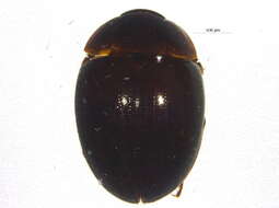 Image of Anisotoma obsoleta (Horn 1880)