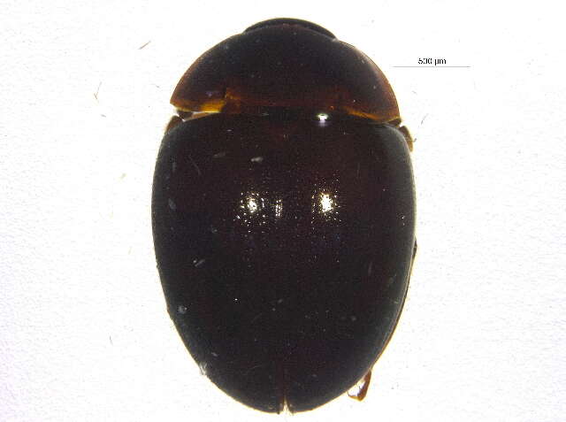 Image of Anisotoma obsoleta (Horn 1880)