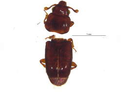 Image of small flattened bark beetles