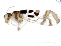 Graphopsocus resmi