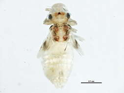 Graphopsocus resmi