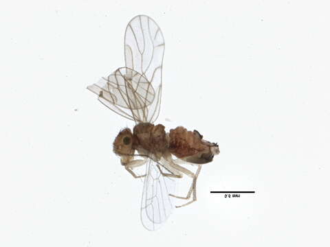 Image of Ectopsocopsis