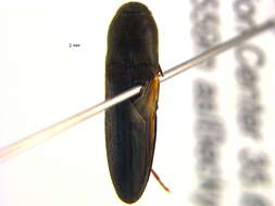 Image of <i>Dromaeolus cylindricollis</i>