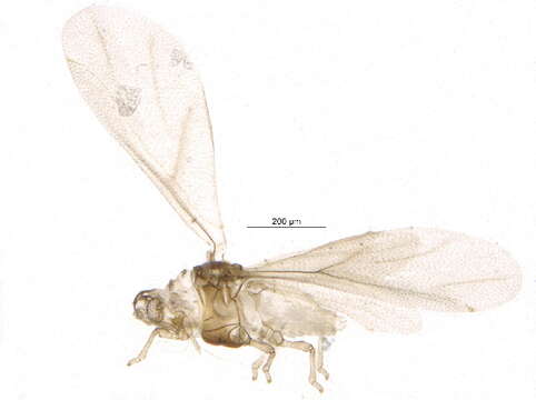 Image of Phylloxera