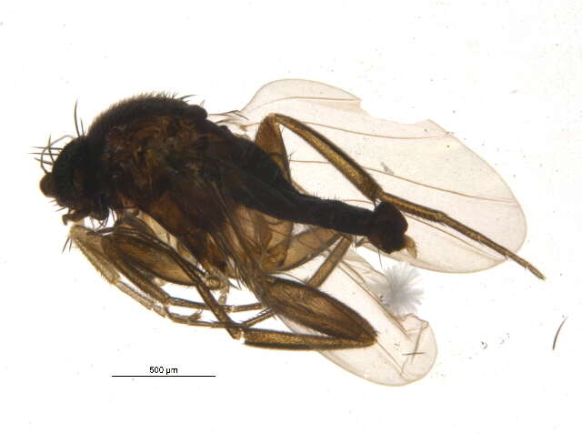 Plancia ëd Megaselia sepulchralis (Lundbeck 1920)