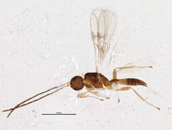 Image of Ecphylus