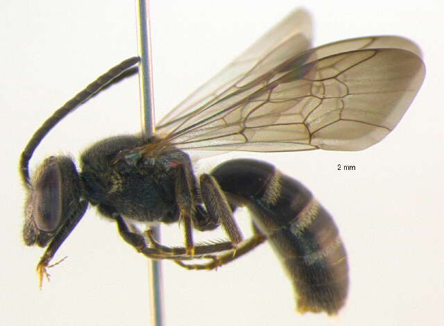 Image of Lasioglossum fuscipenne (Smith 1853)