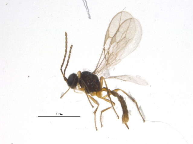 Image of Parasitoid wasp