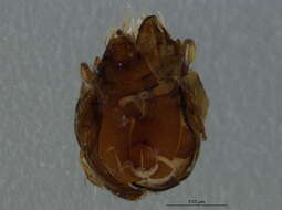 Image of Oribatellidae Jacot 1925