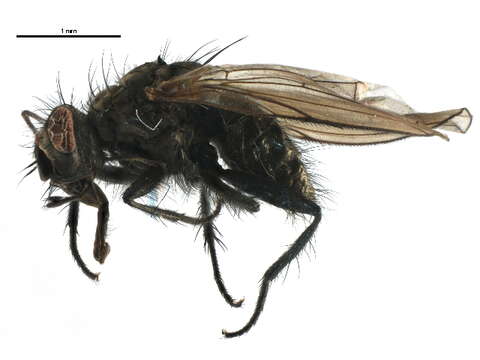 Sivun Myopina crassipalpis Ringdahl 1937 kuva