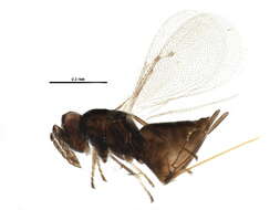 Image of <i>Aprostocetus meltoftei</i>