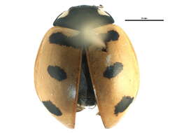 صورة Coccinella transversoguttata Faldermann 1835