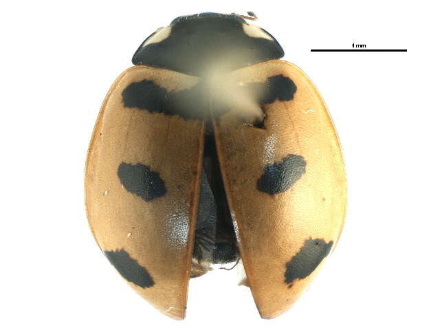 صورة Coccinella transversoguttata Faldermann 1835