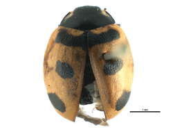 صورة Coccinella transversoguttata Faldermann 1835