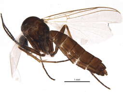 Image of Sciophila hirta Meigen 1818