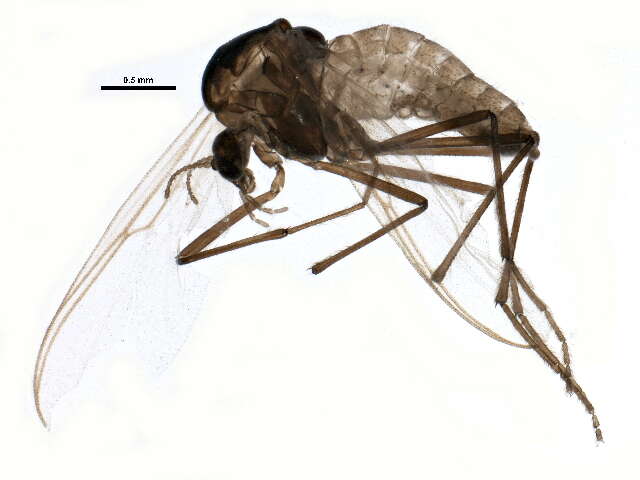 Imagem de Trichotanypus posticalis (Lundbeck 1898)