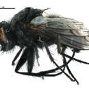 Image of <i>Periscepsia stylata</i> (Brauer & Bergenstamm 1891)