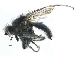 Scathophaga nigripalpis (Becker 1907) resmi