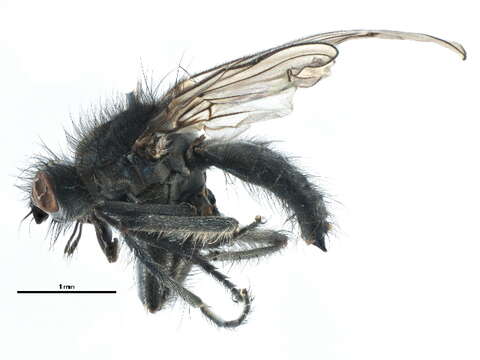 Scathophaga nigripalpis (Becker 1907) resmi