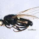 Image of <i>Lasiopiophila pilosa</i>