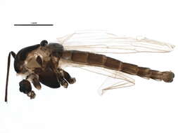 Image of Orthocladius frigidus (Zetterstedt 1838)