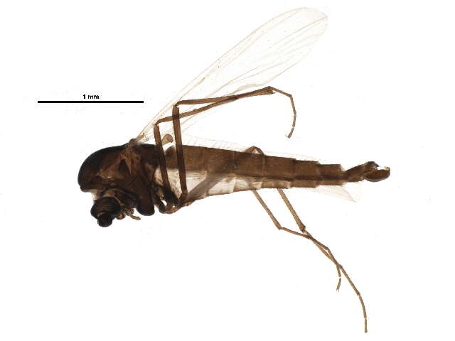 Image of Chaetocladius holmgreni (Jacobson 1898)