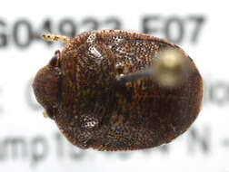 Image of shield-backed bugs