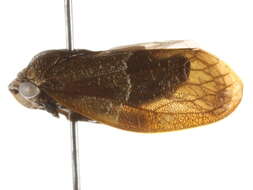 Image of Epipygidae