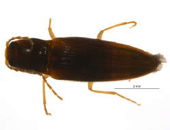 Image de Horistonotus