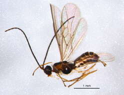 Image of Parahormius