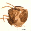 Image of Mochlozetidae Grandjean 1960