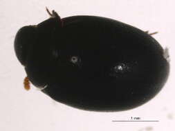 Image of wounded-tree beetles