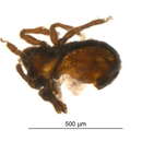 Image of Lyrifissellidae