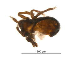 Image of Lyrifissellidae